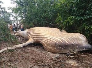 Misterio en científicos brasileños: Ballena aparece muerta en medio del Amazonas