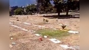 Continúan las denuncias por robo de lápidas en el Cementerio del Este (Videos)