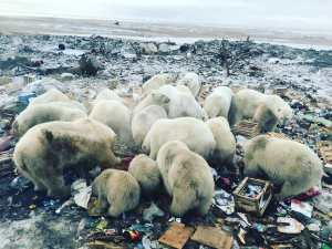 ¡Qué Susto! Grupo de osos polares hambrientos arremete contra viviendas en Rusia