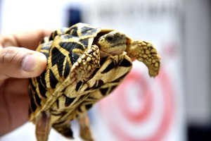 Encuentran más de 1.500 tortugas exóticas en maletas en el aeropuerto de Manila (Fotos)