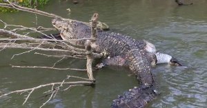 Con canción de Elton John “Crocodile Rock” realizan funeral a un cocodrilo