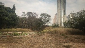 El Jardín Botánico de Caracas se marchita y necesita donantes de agua (fotos)