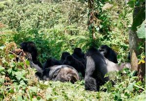 ¡Enternecedor! Gorilas hacen funerales para despedir a sus compañeros