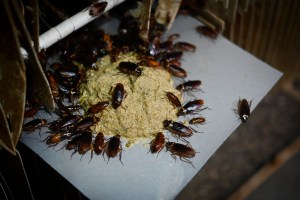 ¿Cucaracha laqueada o con picante? En China estos bichos se degustan