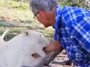 EN VIDEO: Le dijeron que no acariciara al león… pero igual lo hizo y casi pierde la mano