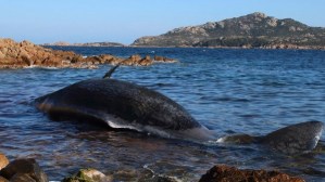 EN FOTOS: Hallan una ballena muerta en Italia con 22 kilos de plástico en su interior