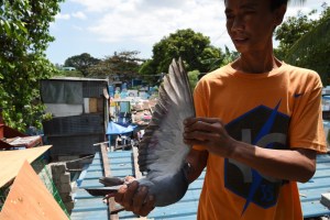 La cruel odisea de las palomas mensajeras de Filipinas (Fotos)