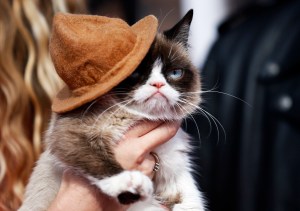 Murió Grumpy Cat la gata gruñona de los memes