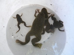 La rana africana amenaza a las especies y los ecosistemas acuáticos de Chile