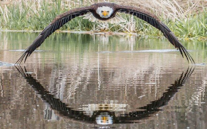 VIRAL: La increíble imagen de una majestuosa águila calva en un parque de Canadá