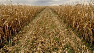 Bajó la producción de maíz en Guárico por escasa cantidad de fertilizantes