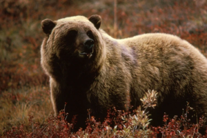Imágenes fuertes: El video de un oso que cayó al precipicio al intentar huir de sus cazadores