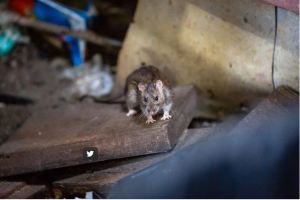 En Nueva York los humanos y las ratas comparten las aceras