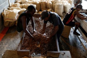 El cacao venezolano se acumula en Nueva York mientras los exportadores se pelean por efectivo