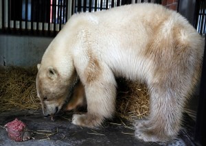 Osa polar perdida en Rusia fue trasladada hasta el zoológico para recibir tratamiento