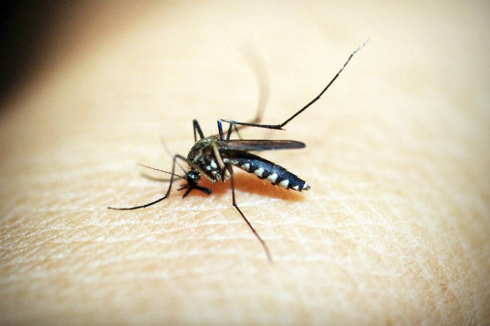 Investigación descubrió hongos transgénicos matan al mosquito de la malaria