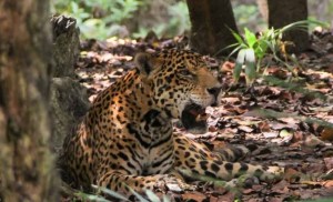 Un leopardo mata a un niño de dos años en un Parque de Sudáfrica