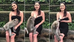 Un mono travieso intentó quitarle el vestido a una turista (Fotos)