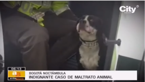 Sorprenden a este ENFERMO mientras practicaba zoofilia con su mascota (VIDEO)
