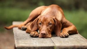 Coronavirus canino: Qué es y cuáles son los síntomas que podría tener tu perro