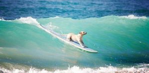 ¿Un perro surfista? Véalo usted mismo (VIDEO)