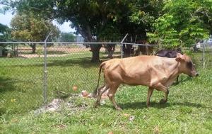 Alza del dólar también afecta al productor de ganado, asegura Fedenaga