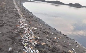 Aparecen centenares de peces muertos en playa del Pacífico guatemalteco