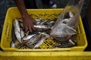La sardina se impone en la mesa del venezolano ante los precios voladores de la carne y el pollo