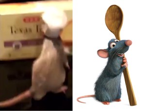¿Otro live-action de Disney? Pillan a una rata “cocinando” al mejor estilo de Ratatouille (VIDEO)