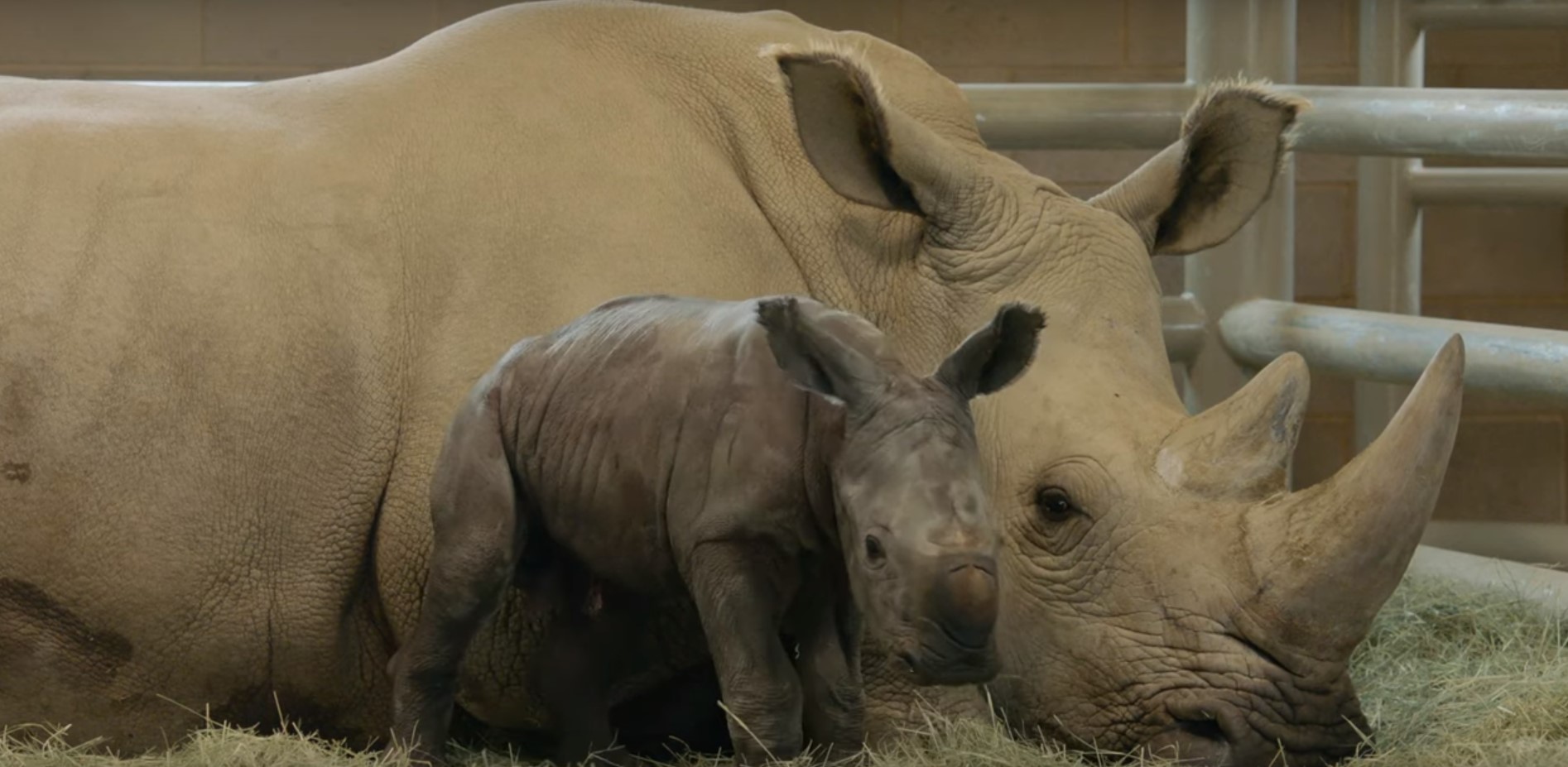 Nació el primer rinoceronte por inseminación artificial (video)