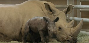 Nació el primer rinoceronte por inseminación artificial (video)