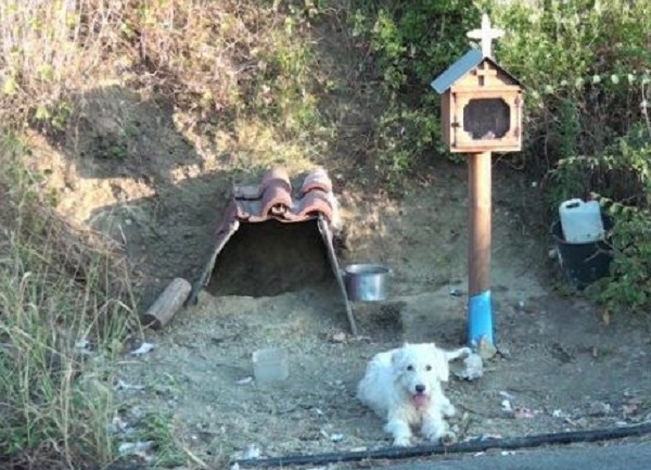 Este perro lleva año y medio esperando a su dueño en el lugar donde murió (video)
