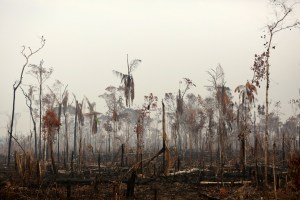 Timberland, Vans y North Face suspende compras de cuero a Brasil por incendios en Amazonía