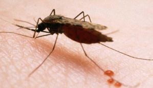 Focos activos de malaria en América ponen en riesgo de contagio a 50 millones (Video)