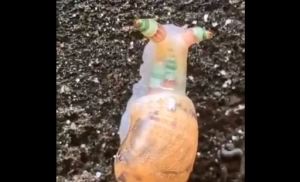El caracol ZOMBIE más divertido, colorido y RARO que verás hoy (VIDEO)