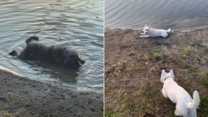 Tres cachorros murieron tras jugar en un estanque con algas tóxicas