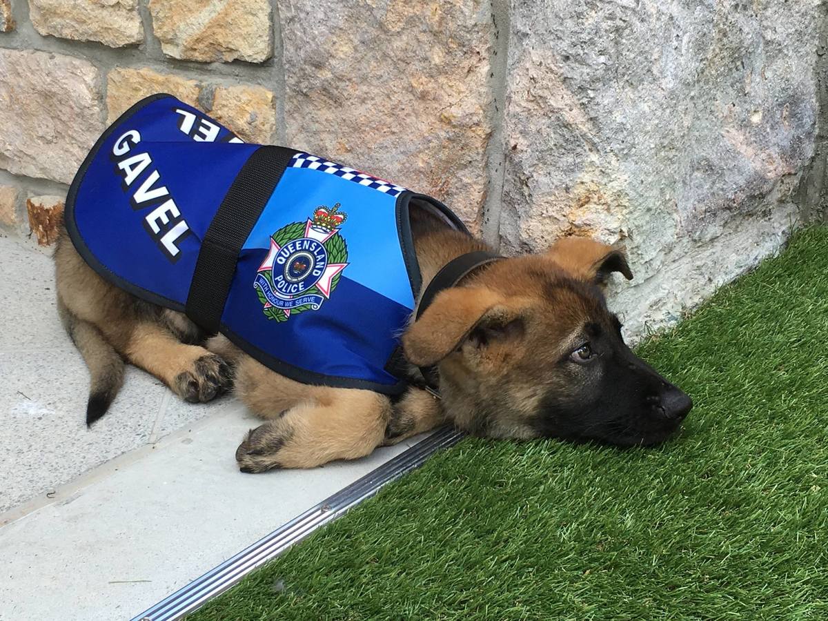¡Aaawww! El perro que reprobó la Academia de Policía por ser muy tierno (FOTOS y VIDEO)