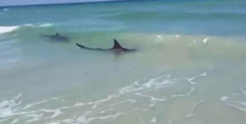 Есть ли акулы на кубе. Нью Смирна Бич Флорида акулы. Пляж Нью Смирна Бич акулы. Нью Смирна Бич нападение акул. Нападение акулы в штате Флорида.