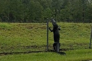 En Florida, los cocodrilos están escalando las rejas (VIDEO)