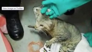 Capturado en Costa Rica un gato que llevaba celulares a los presos