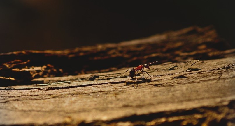 En Cámara Lenta: Publican cómo funciona el aguijón de una hormiga al picar a su presa (Video)