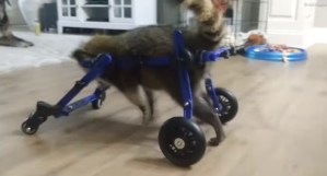 ¡Impresionante! Una cría de mapache logra moverse usando una silla de ruedas (Video)