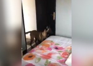La hermosa reacción de este perro cuando un padre finge golpearle a su hijo (Video + Aaawww)