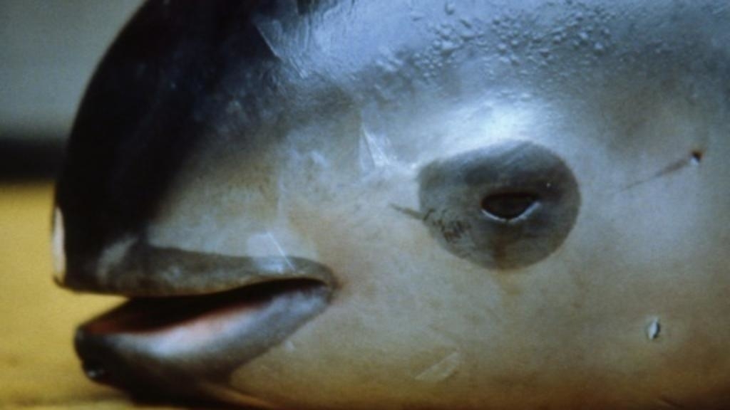 La vaquita marina se acerca a su inminente extinción