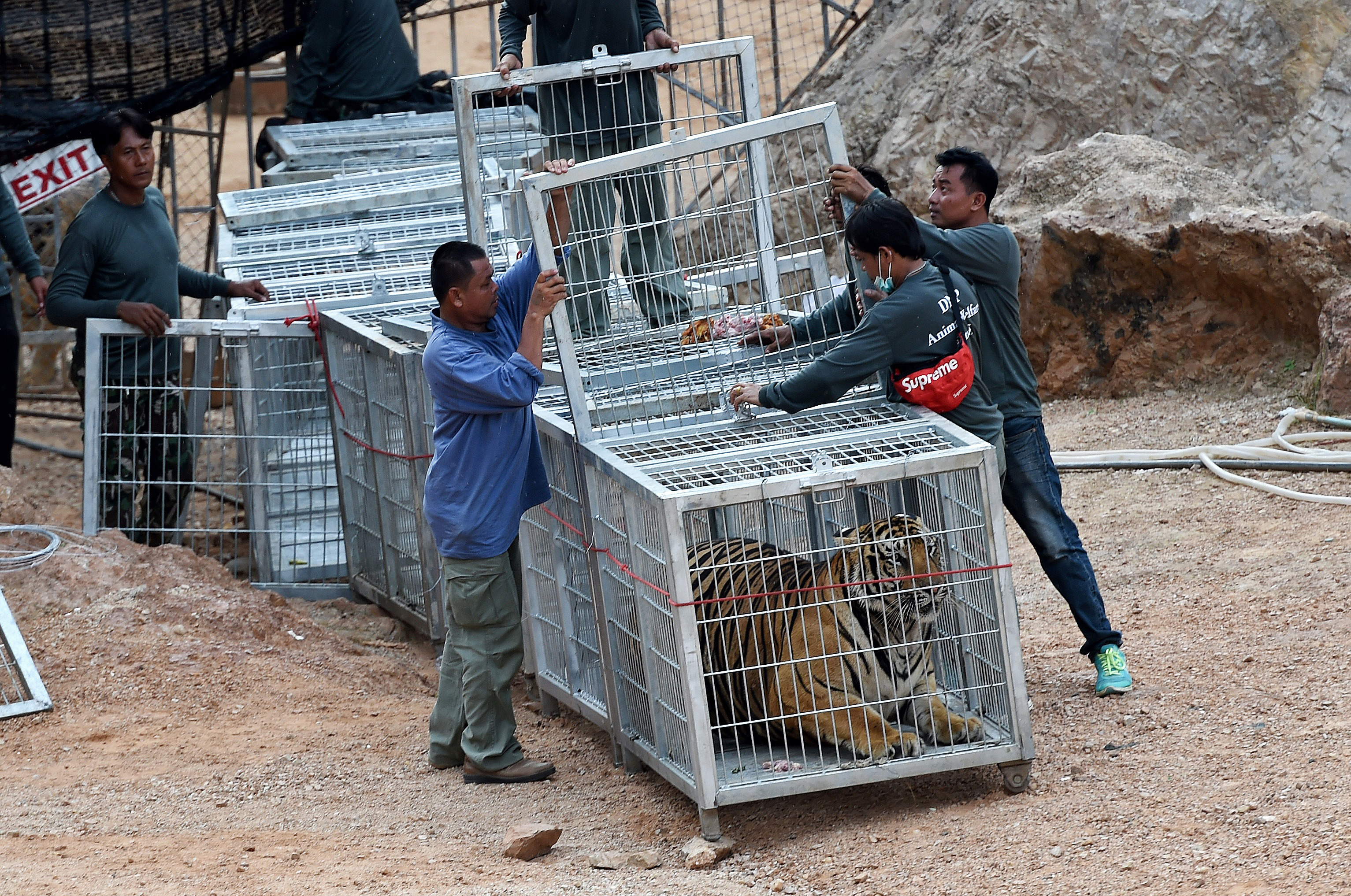 Fallecen 86 de los 147 tigres que fueron rescatados de un templo en Tailandia