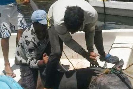 Pescadores capturaron un TIBURÓN de dos metros en Tucacas (FOTO)