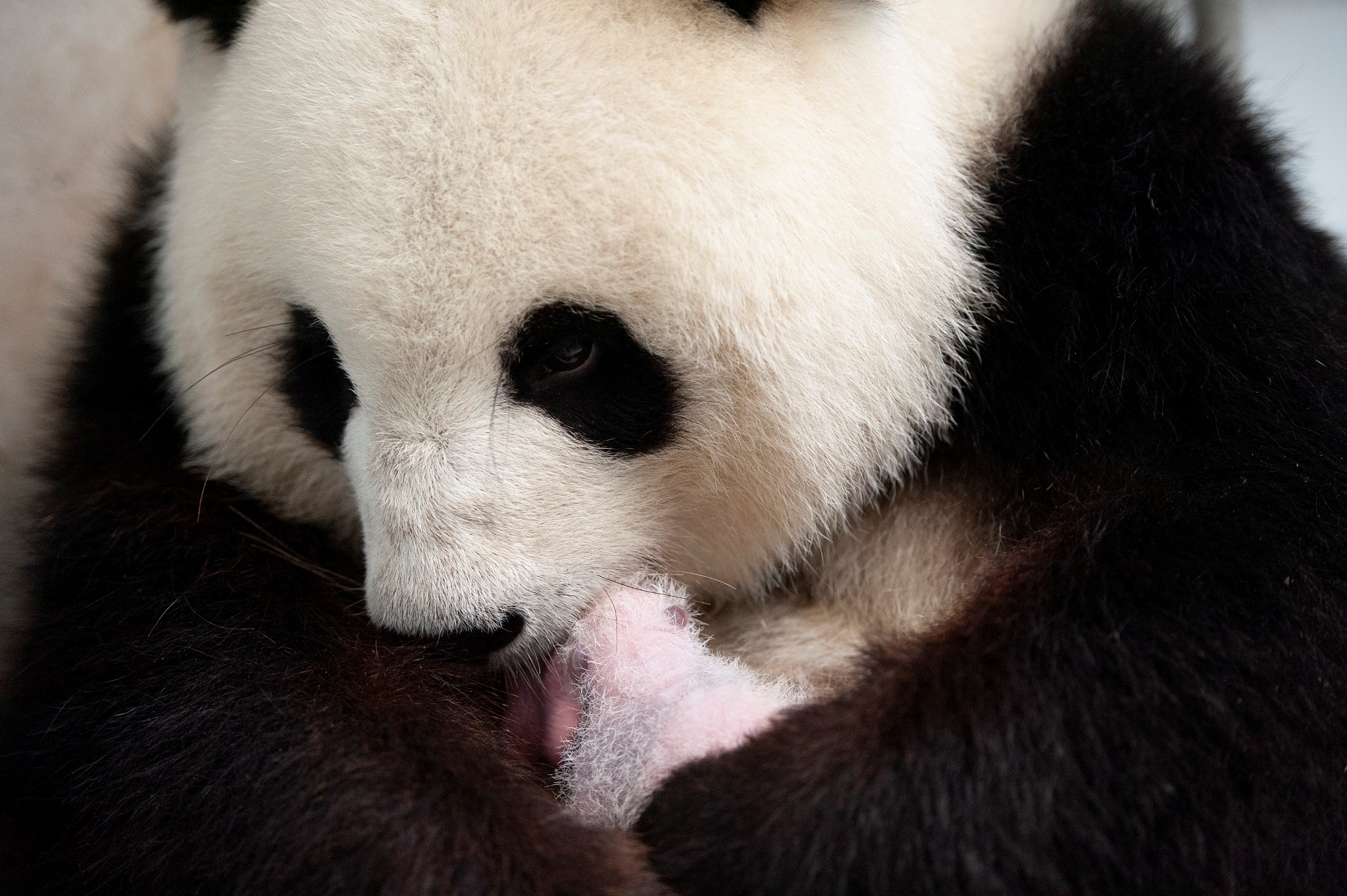 ¡Lo más TIERNO que verás! Pandas recién nacidos en el zoológico de Berlín (Fotos y VIDEO)