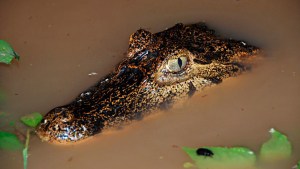 VIDEO: Un caimán “desafía” a una anaconda en un duelo de vida o muerte