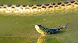 Anaconda de cinco metros fue rescatada en un canal de riego en Barinas