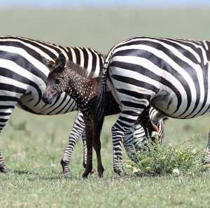 FOTOS: Descubren en África a una cebra con puntos y no con rayas